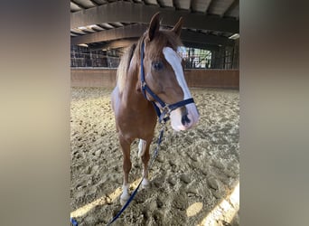 Deutsches Reitpony, Wallach, 11 Jahre, 150 cm, Fuchs