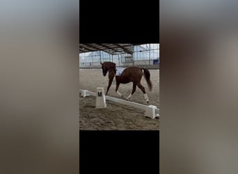 Deutsches Reitpony, Wallach, 11 Jahre, 150 cm, Fuchs