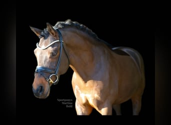 Deutsches Reitpony, Wallach, 11 Jahre, 151 cm, Brauner