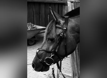Deutsches Reitpony, Wallach, 11 Jahre, 151 cm