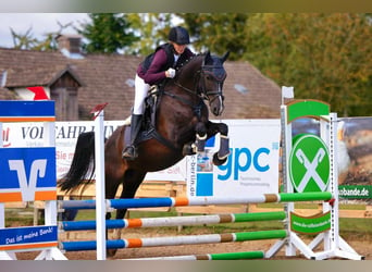 Deutsches Reitpony, Wallach, 11 Jahre, 151 cm, Rappe