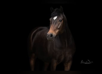 Deutsches Reitpony, Wallach, 11 Jahre, 152 cm, Dunkelbrauner