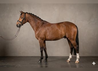Deutsches Reitpony, Wallach, 11 Jahre, 153 cm, Brauner