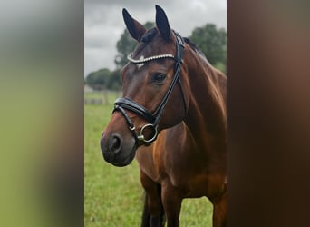 Deutsches Reitpony, Wallach, 11 Jahre, 154 cm, Brauner