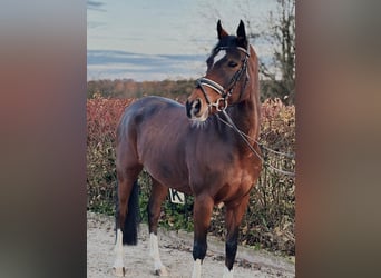 Deutsches Reitpony, Wallach, 11 Jahre, 154 cm, Brauner