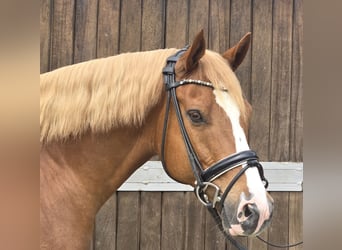 Deutsches Reitpony, Wallach, 11 Jahre, 154 cm, Fuchs