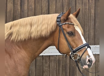Deutsches Reitpony, Wallach, 11 Jahre, 154 cm, Fuchs