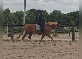 Deutsches Reitpony, Wallach, 11 Jahre, 154 cm, Fuchs