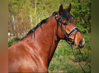 Deutsches Reitpony, Wallach, 11 Jahre, 155 cm, Brauner