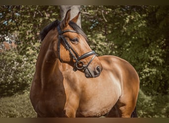 Deutsches Reitpony, Wallach, 11 Jahre, 155 cm, Falbe