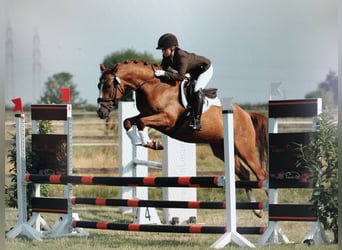 Deutsches Reitpony, Wallach, 11 Jahre, 156 cm, Fuchs