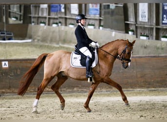 Deutsches Reitpony, Wallach, 11 Jahre, 156 cm, Fuchs