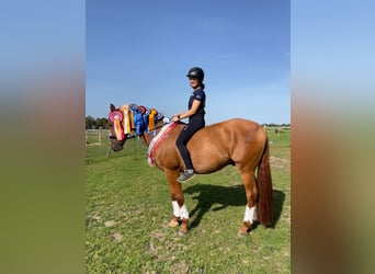 Deutsches Reitpony, Wallach, 11 Jahre, 156 cm, Fuchs