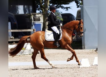 Deutsches Reitpony, Wallach, 11 Jahre, 156 cm, Fuchs