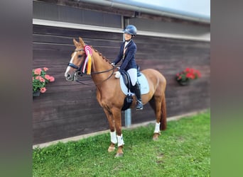 Deutsches Reitpony, Wallach, 11 Jahre, 156 cm, Fuchs