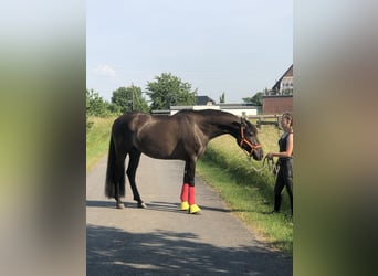 Deutsches Reitpony, Wallach, 11 Jahre, 160 cm, Rappe