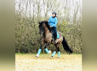 Deutsches Reitpony, Wallach, 11 Jahre, 160 cm, Rappe