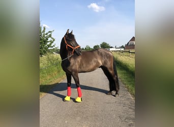 Deutsches Reitpony, Wallach, 11 Jahre, 160 cm, Rappe