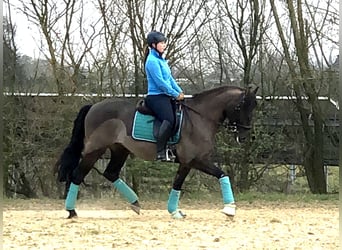 Deutsches Reitpony, Wallach, 11 Jahre, 160 cm, Rappe