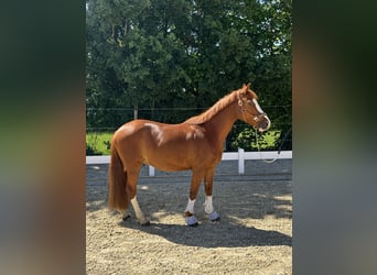 Deutsches Reitpony, Wallach, 11 Jahre