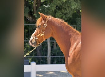 Deutsches Reitpony, Wallach, 11 Jahre