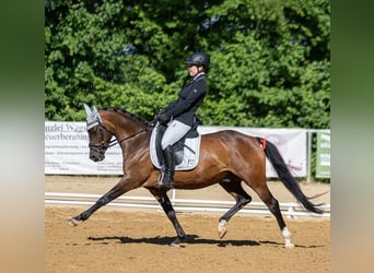 Deutsches Reitpony, Wallach, 11 Jahre, Dunkelbrauner