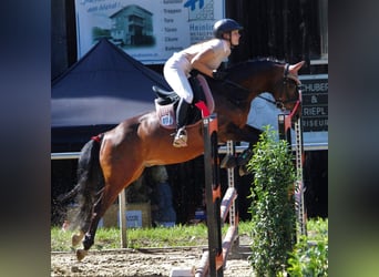 Deutsches Reitpony, Wallach, 11 Jahre, Dunkelbrauner