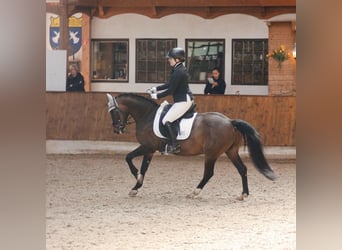 Deutsches Reitpony, Wallach, 11 Jahre, Dunkelbrauner