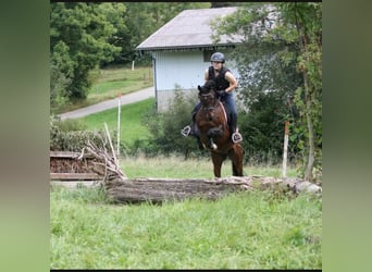 Deutsches Reitpony, Wallach, 11 Jahre, Dunkelbrauner