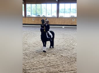 Deutsches Reitpony Mix, Wallach, 12 Jahre, 128 cm, Schwarzbrauner