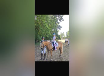 Deutsches Reitpony Mix, Wallach, 12 Jahre, 135 cm, Palomino