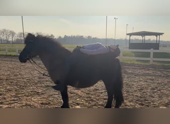 Deutsches Reitpony, Wallach, 12 Jahre, 135 cm, Rappe