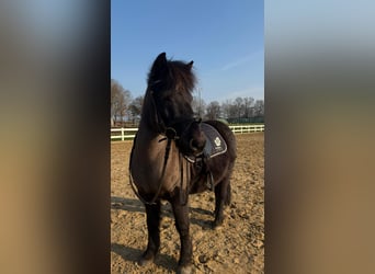 Deutsches Reitpony, Wallach, 12 Jahre, 135 cm, Rappe