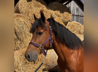 Deutsches Reitpony Mix, Wallach, 12 Jahre, 140 cm, Brauner