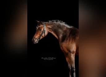 Deutsches Reitpony, Wallach, 12 Jahre, 140 cm, Dunkelbrauner
