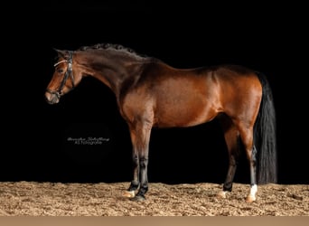 Deutsches Reitpony, Wallach, 12 Jahre, 140 cm, Dunkelbrauner