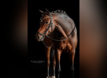 Deutsches Reitpony, Wallach, 12 Jahre, 140 cm, Dunkelbrauner
