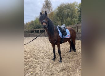 Deutsches Reitpony, Wallach, 12 Jahre, 143 cm, Brauner