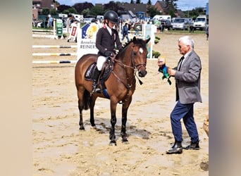 Deutsches Reitpony, Wallach, 12 Jahre, 143 cm, Brauner