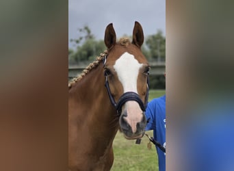Deutsches Reitpony, Wallach, 12 Jahre, 143 cm, Fuchs