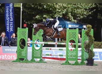 Deutsches Reitpony, Wallach, 12 Jahre, 143 cm