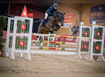 Deutsches Reitpony, Wallach, 12 Jahre, 143 cm