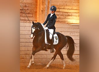 Deutsches Reitpony, Wallach, 12 Jahre, 144 cm
