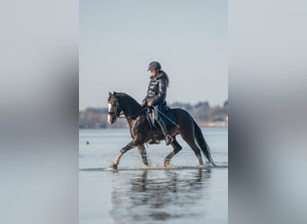 Deutsches Reitpony, Wallach, 12 Jahre, 144 cm