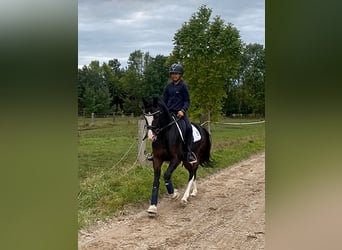 Deutsches Reitpony, Wallach, 12 Jahre, 144 cm