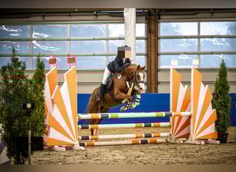 Deutsches Reitpony, Wallach, 12 Jahre, 144 cm, Fuchs