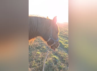 Deutsches Reitpony, Wallach, 12 Jahre, 145 cm, Fuchs