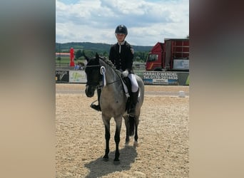 Deutsches Reitpony, Wallach, 12 Jahre, 145 cm, Rappschimmel