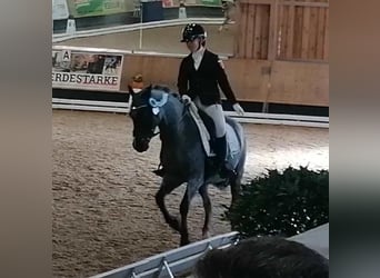 Deutsches Reitpony, Wallach, 12 Jahre, 145 cm, Rappschimmel