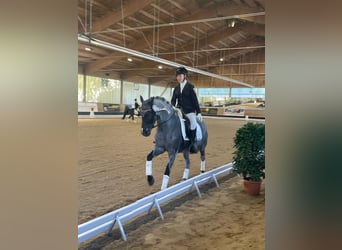 Deutsches Reitpony, Wallach, 12 Jahre, 145 cm, Rappschimmel